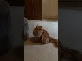 ЁЯРИЁЯШВ Cat Ytcat Catlover 2024 Kitten Shortvideo Shorts Shortsvideo Pets ЁЯРИЁЯШВ Cat Ytcat Catlover 2024 Kitten Shortvideo Shorts Shortsvideo Pets