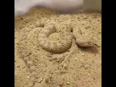 سبحان الله لون الثعبان يتغير