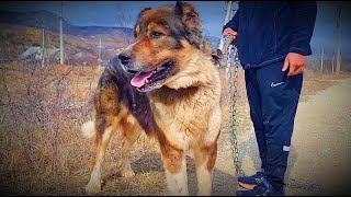 BIGGEST Volkodav - Crazy Selection of Dogs! [E10]