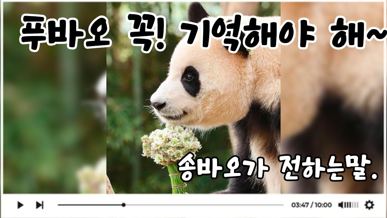 푸바오 꼭 기억해야 해~~ 잊지마~~ 알았지?? #토끼풀 향기의 추억 #푸바오 #fubao  #panda  #cute #푸바오노래