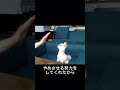 動きに敏感な犬が落ち着く!飼い主のしつけ法