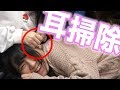 アイドルの耳の中ってどうなっているの？抜き打ち耳クソチェックやってみた