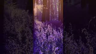 Чарівний дзвіночковий ліс у маєтку Ешрідж, Англія