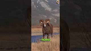 Did you know?  #cliff  #king  #bighorn  #sheep  #animalfacts