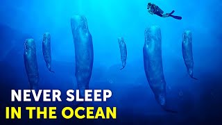 Why Ocean Creatures Don't Really Sleep