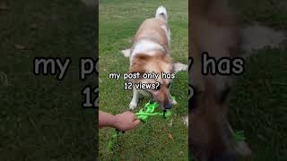 😝only 12 views?🦮