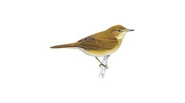 How to distinguish between different common warblers