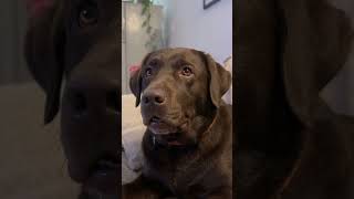 😆🐶 #funny #ai #contentcreator #viral #youtubeshorts #youtube #pets #dog #paws #comedy #dogshorts