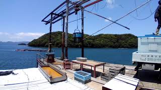 養殖鯛の積み込む様子