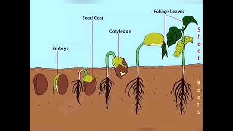 Std5-EVS-Ch3-Developmental journey of Seed-Part2
