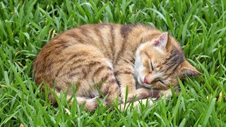 💤 Calming Music for Cats 🐱 Music for Cats to Sleep to | Relaxing Cat TV &amp; Pet Sleep Sounds 🎶