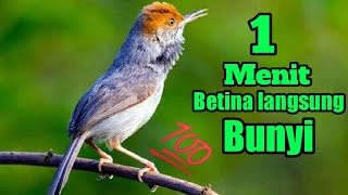 SUARA BURUNG PRENJAK JANTAN MEMANGGIL BETINA AUTO BUNYI