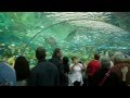 Ripley's Aquarium Toronto 2013