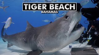 Tiger Beach - diving with tiger sharks in the Bahamas [4k]