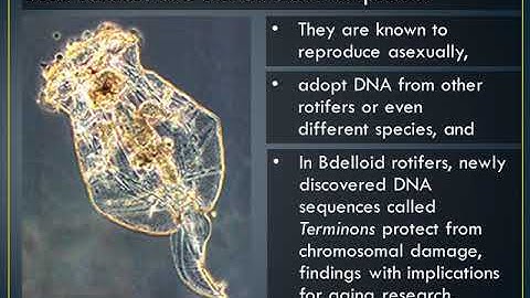 Meet the Rotifer