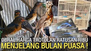 Download Lagu LEBIH MURAH ! MURAI TROTOL MEWAH BEGITU HARGA RATUSAN RIBU BARU DATANG BANYAK DI FATIR KICAU  MP3