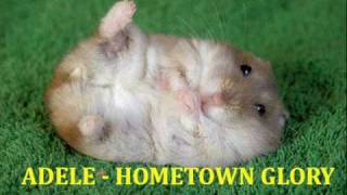 Adele - Hometown Glory Cover