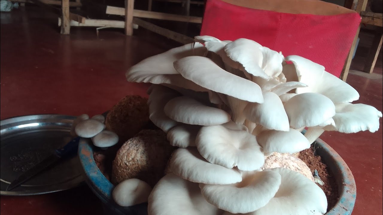 uko basarura ibihumyo / do you know how to harvest mushroom? +250784244459 #philemonfarm #farming