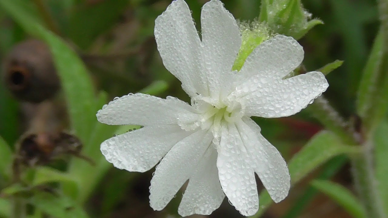 nature fleur blanche II