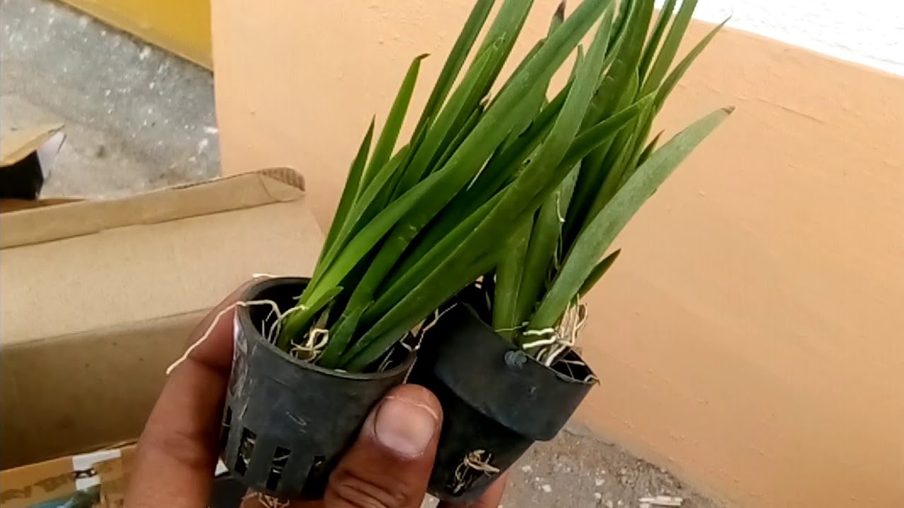 Dancing lady Orchid unboxing and details / অর্কিড বাংলা আনবক্সিং