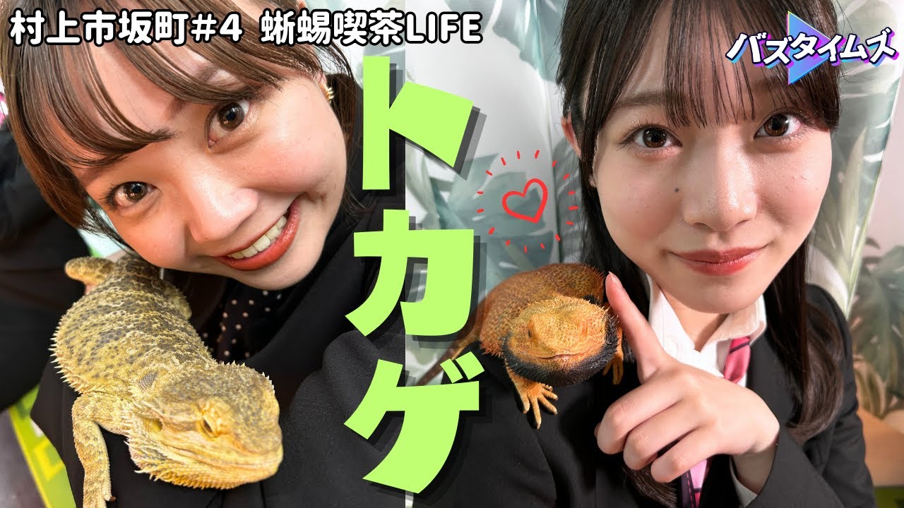 出会い】トカゲと触れあえるカフェが新潟に！ 実は柔らかい!? トカゲ 