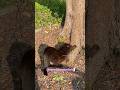 #cat #feralcat #straycat #catsofyoutube #communitycats #chat #goodmorning #greycat #blackcat