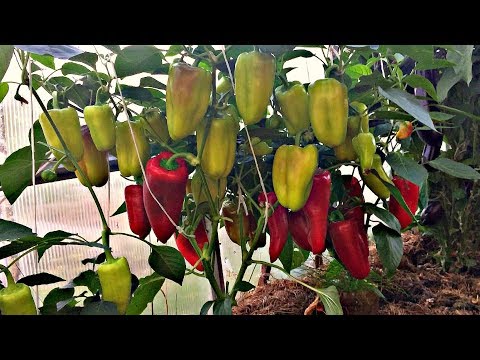 Видео: БОЛЬШОЙ урожай ПЕРЦА, что нужно сделать?