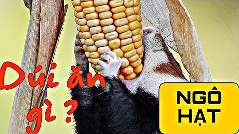 Dúi trung quốc | Dúi mốc đại | Chế độ thức ăn chuẩn nhất cho 1 cá thể dúi | Ngô hạt | Chuột Tre 360