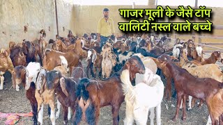 गाजर मूली के जैसे टॉप वालिटी नस्ल वाले बच्चे @farmingbaba top quality kids goat farming 