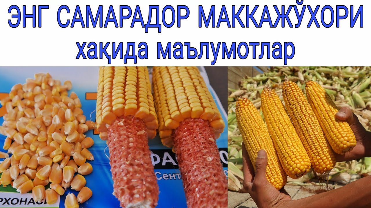 ЭНГ САМАРАДОР МАККАЖЎХОРИ хақида маълумотлар №2