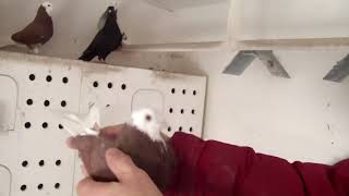 Пермские голуби Жеки Радбужского