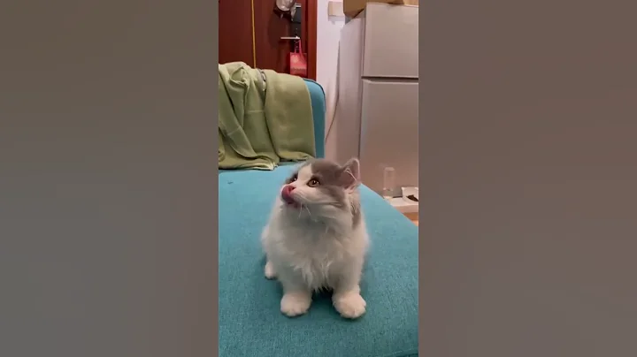 Video 2747171: kittycat meow, cat kittycat, meow baby