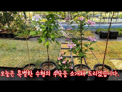 정원수소개 : 특별한 수국(standard Hydrangea macrophylla) 처음 보실겁니다.