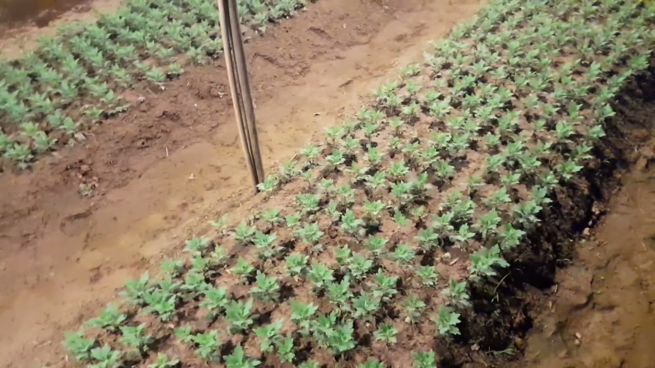 Bón phân cho hoa cúc vàng hè.