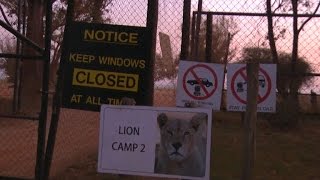U.S. woman killed by lion mauling in South Africa