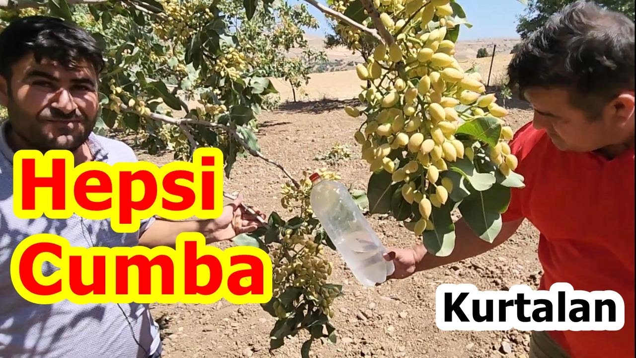 Verimsiz Siirt Fıstığı Bahçesi Rekolte Rekorunu Nasıl Kırdı - Fıstık Ağacı Gübreleme - Bakım