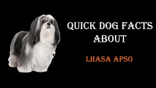 Quick Dog Facts About The Lhasa Apso!
