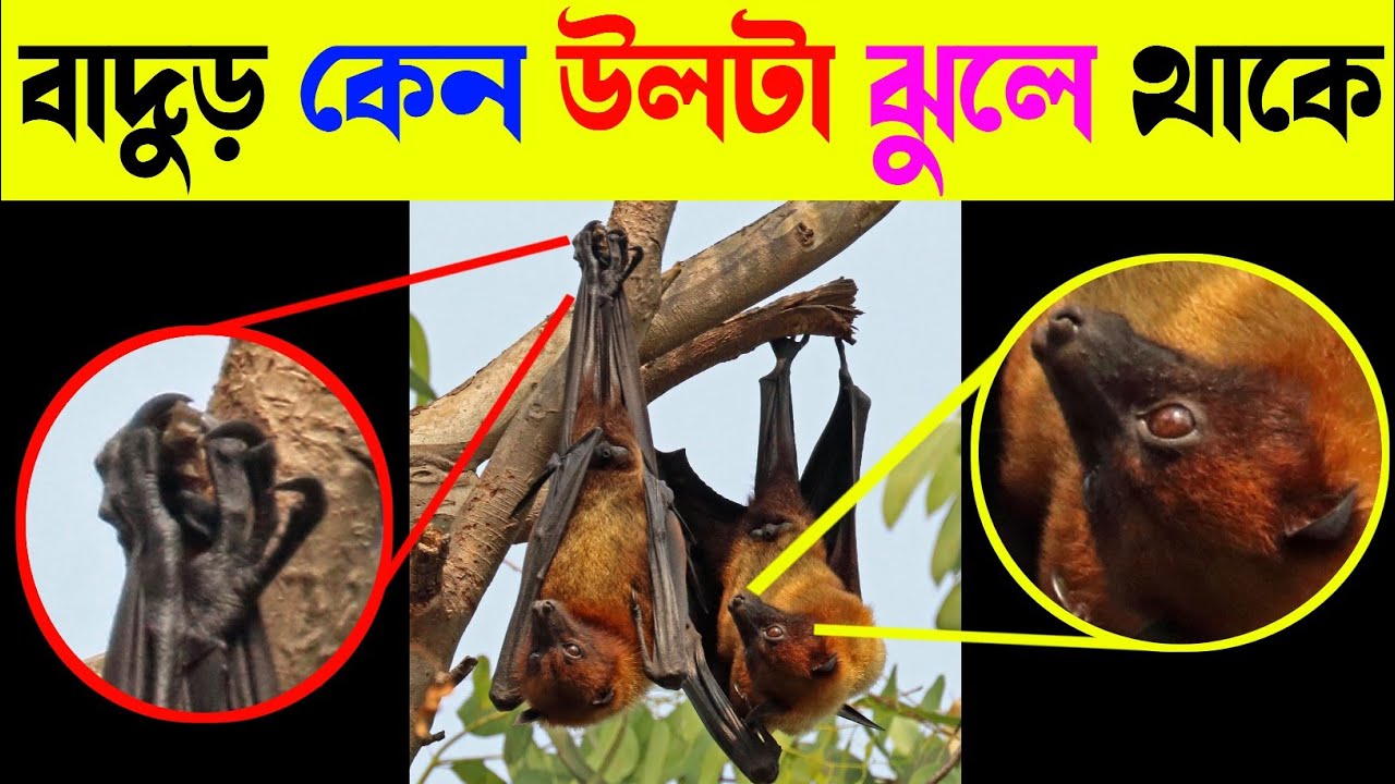 অদ্ভুত ফ্যাক্ট বাংলা।😦😱(Strange Fact Bangla) #fact #fact_video