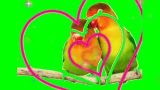 love birds green screen video for Youtubers copyright free