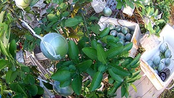 Ghép quả bưởi cảnh và cách ghép chuẩn nhất