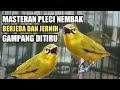 Masteran Suara Pleci Gampang Ditiru Agar Pleci Nembak Pleci Mp3 - Mp4 Download