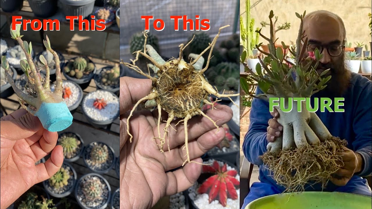 Adenium Root training Step-by-step guide - YouTube