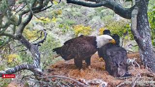 Cruz's Grooming Obsession   Fraser Point Nest of Cruz, Andor, Manini & Reign (5/21)