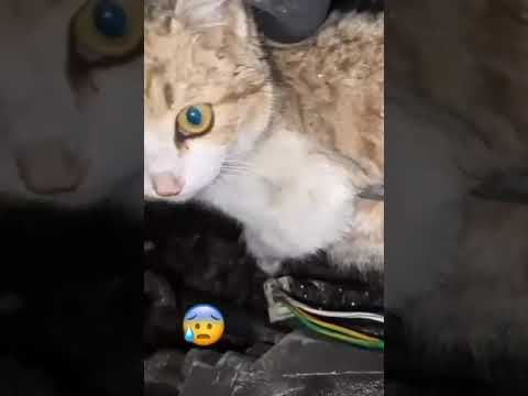 تصویری: بچه گربه در محفظه موتور اتومبیل از 130 مایل مسافت پیموده و زنده می ماند