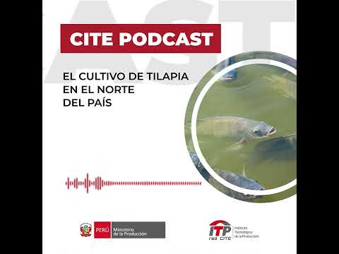 CITE Podcast: El cultivo de tilapia en el norte del Perú