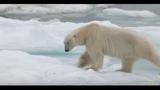 獨家：北極熊追殺熊寶寶罕見畫面