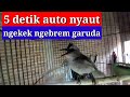 kicau suara burung trucukan jantan ngebrem ngekek memanggil betina ini bikin trucuk bahan jadi gacor