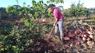 Colhendo muita batata doce 🍠 espécie rara laranjada#roça #plantação #vidanaroça #sitio #batatadoce