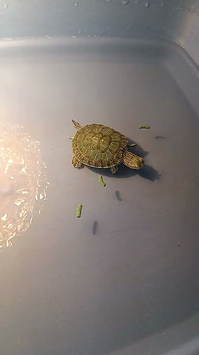 Feeding premium food for turtle red eared slider turtle #snail #turtoise #singpore #pets #reptiles