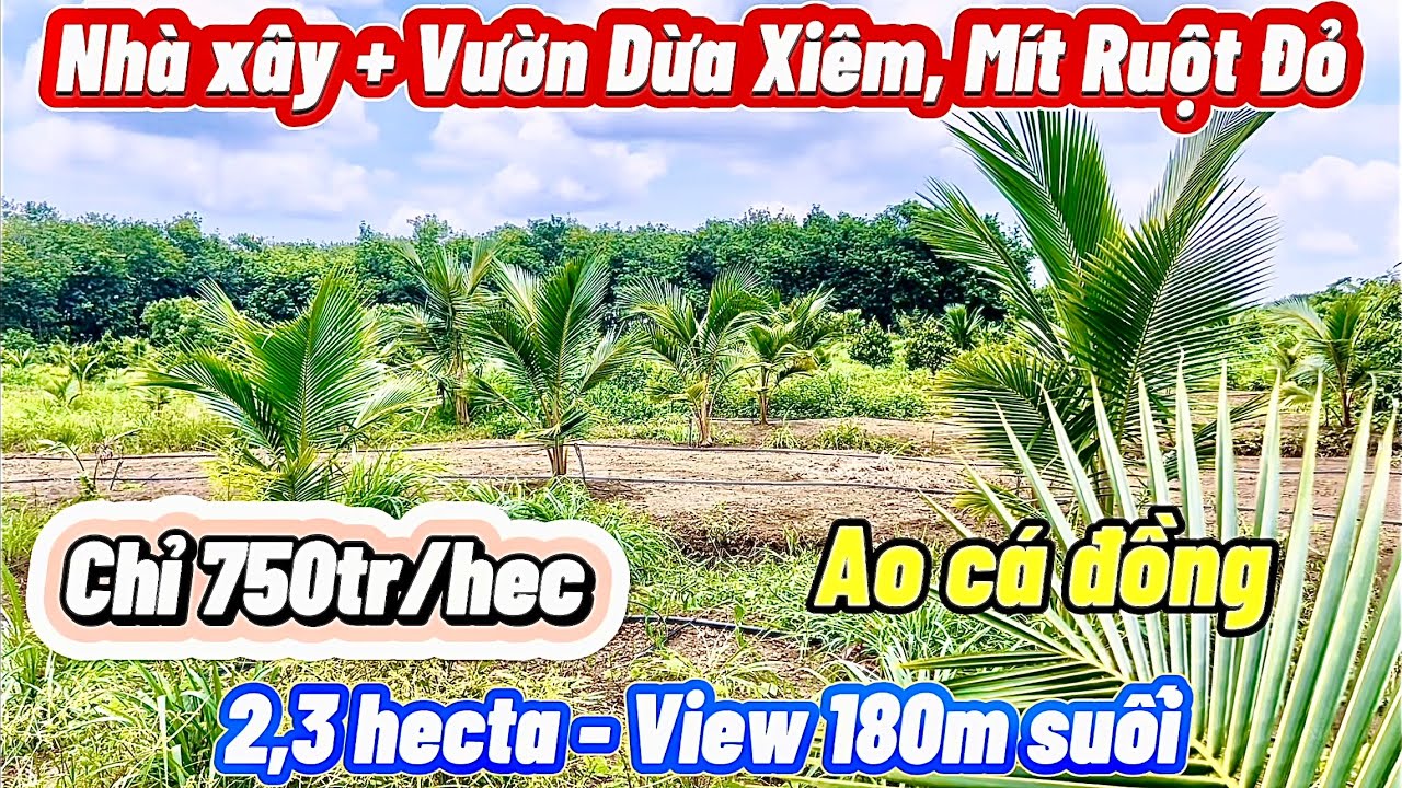 Nhà vườn 600 cây Dừa Xiêm, 150 cây Mít ruột đỏ. Giảm giá cực mạnh, chỉ 750tr/hecta. View suối, Ao Cá
